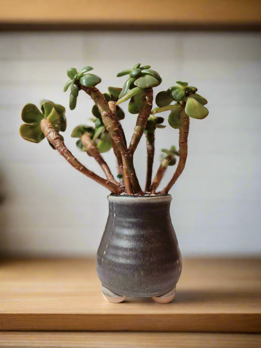 Succulent Rustic Pot Glow Grey – Jade Plant - SlowBloomGreens