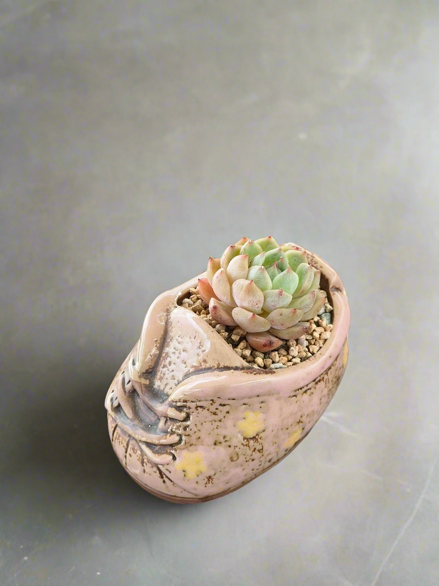 Succulent Laced-Up Soft Pink Charm Pot – Echeveria Elegans
