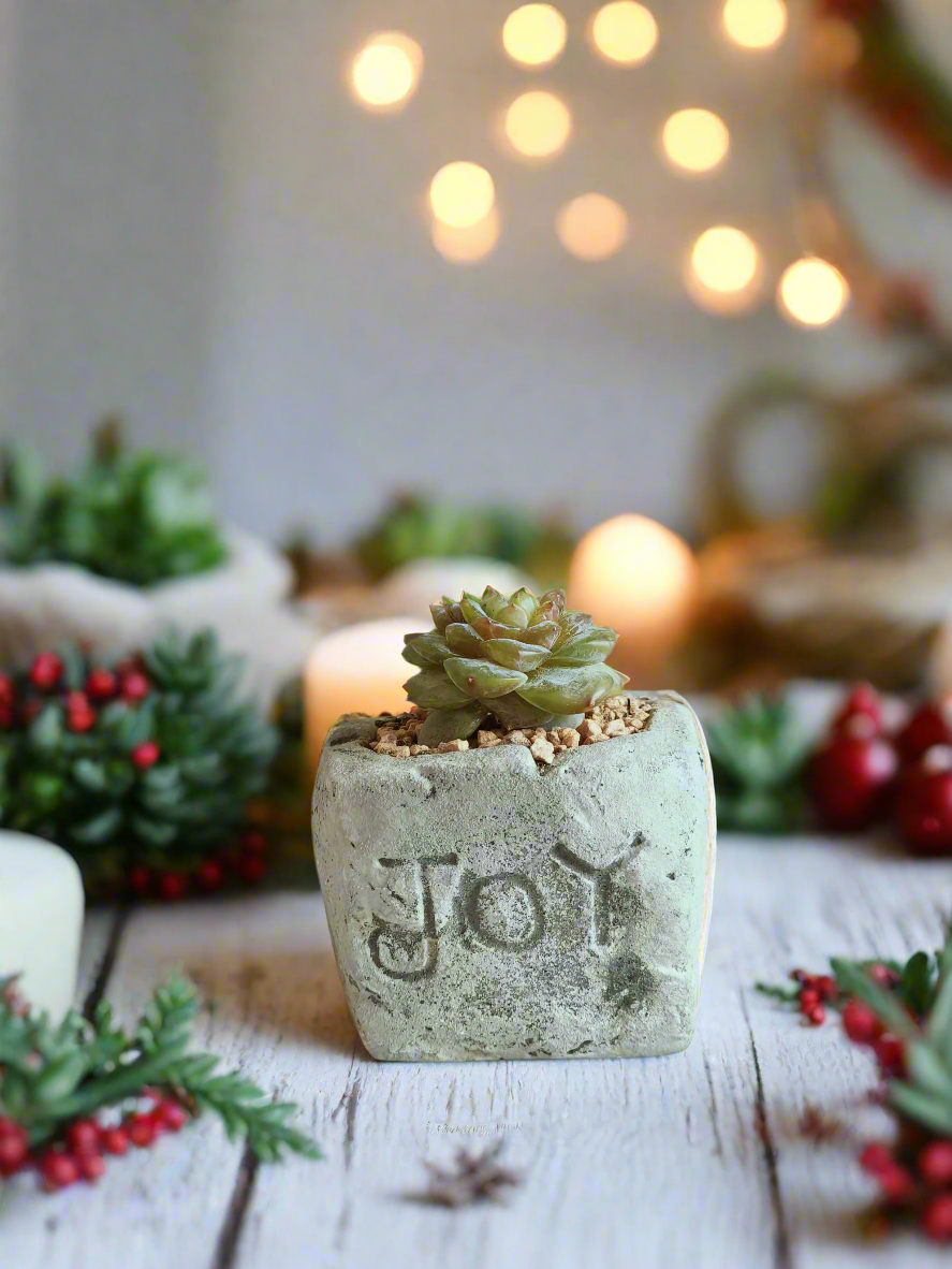 Succulent Simply Joy – Gift Favors heart-shaped planter adds a rustic yet festive touch to holiday celebrations or parties.
