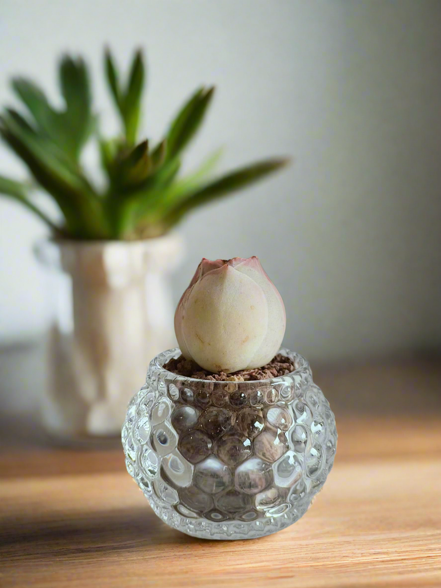 Succulent Round Bubble Glass - Mountain Rose - SlowBloomGreens