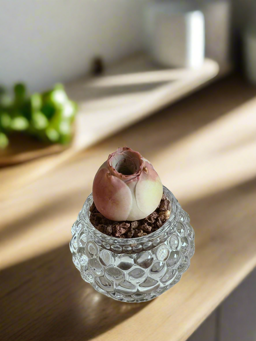 Succulent Round Bubble Glass - Mountain Rose - SlowBloomGreens
