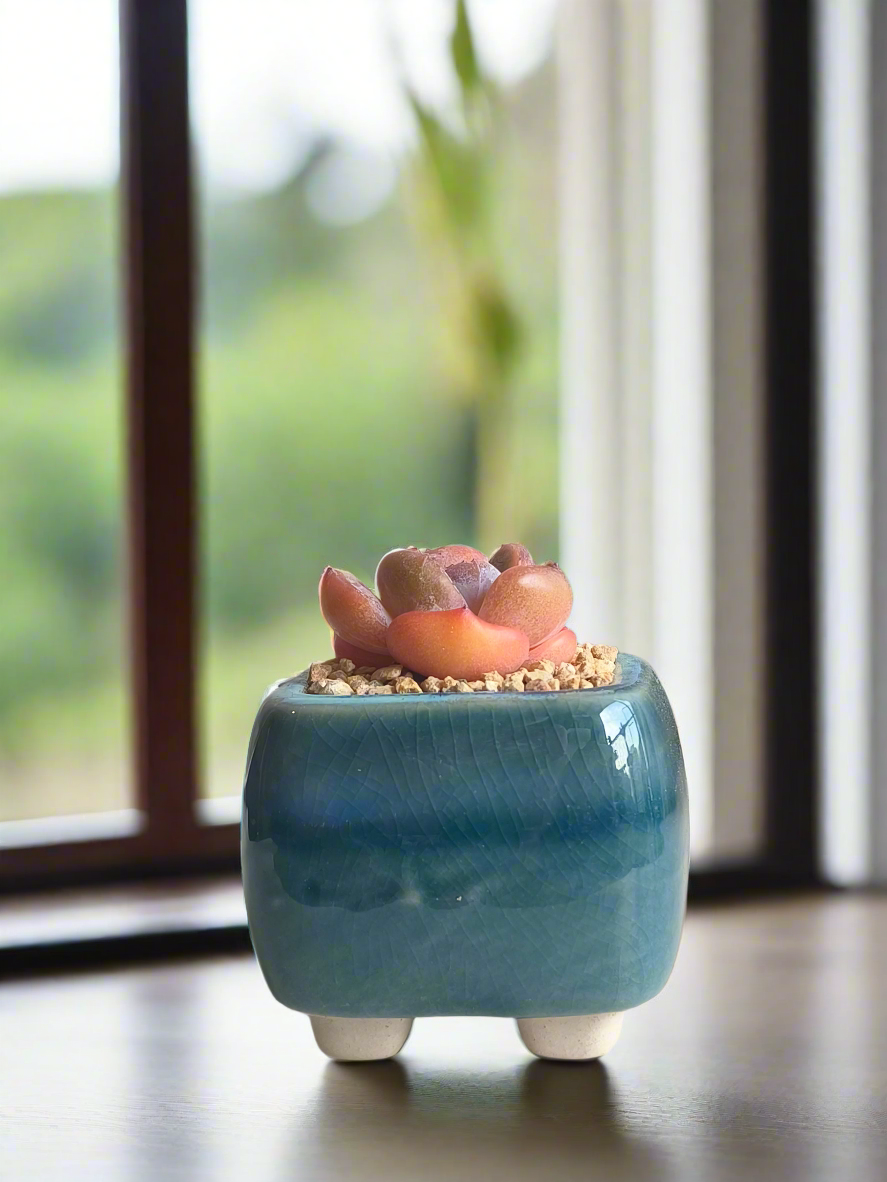 Succulent Serene Square Mini Planter – Echeveria 'Cosette'