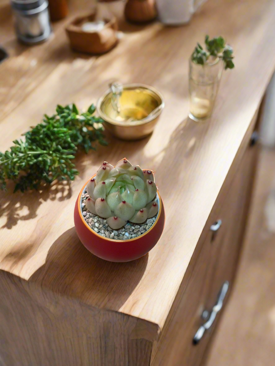 Succulent Auspicious Grace Pot - Echeveria Agavoides 'Lipstick' - SlowBloomGreens