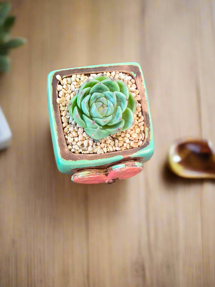 Succulent Ceramic Butterfly Square Teal Planter – Echeveria 'Onslow'
