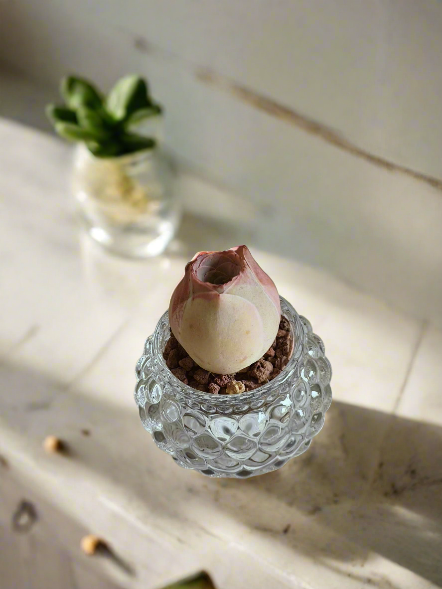 Succulent Round Bubble Glass - Mountain Rose - SlowBloomGreens