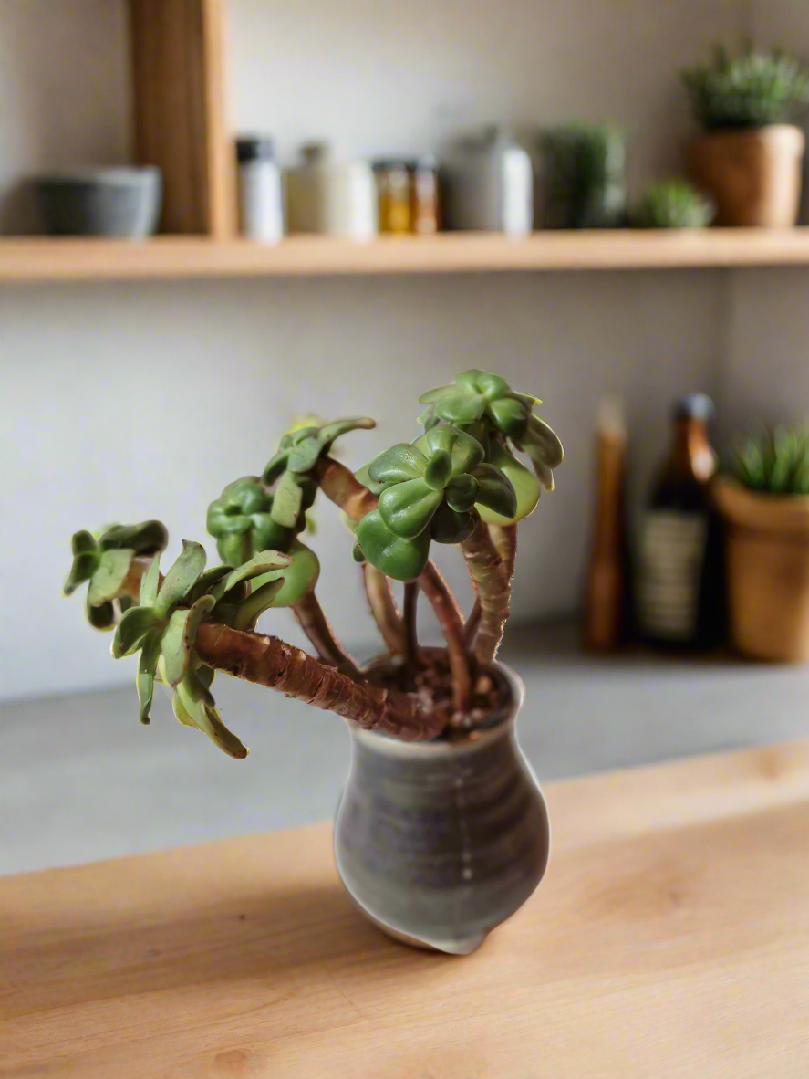 Succulent Rustic Pot Glow Grey – Jade Plant - SlowBloomGreens