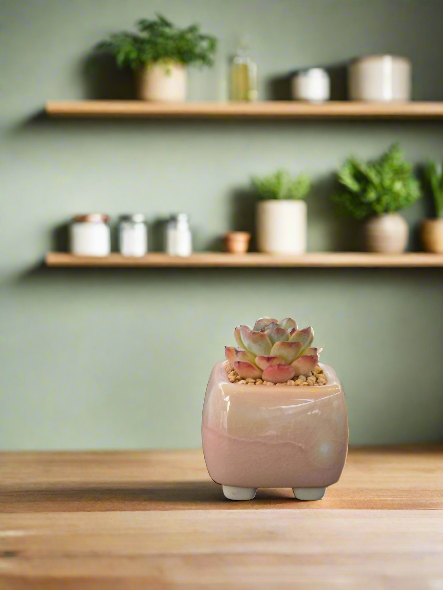 Succulent Serene Square Mini Planter – Echeveria 'Fortitude'