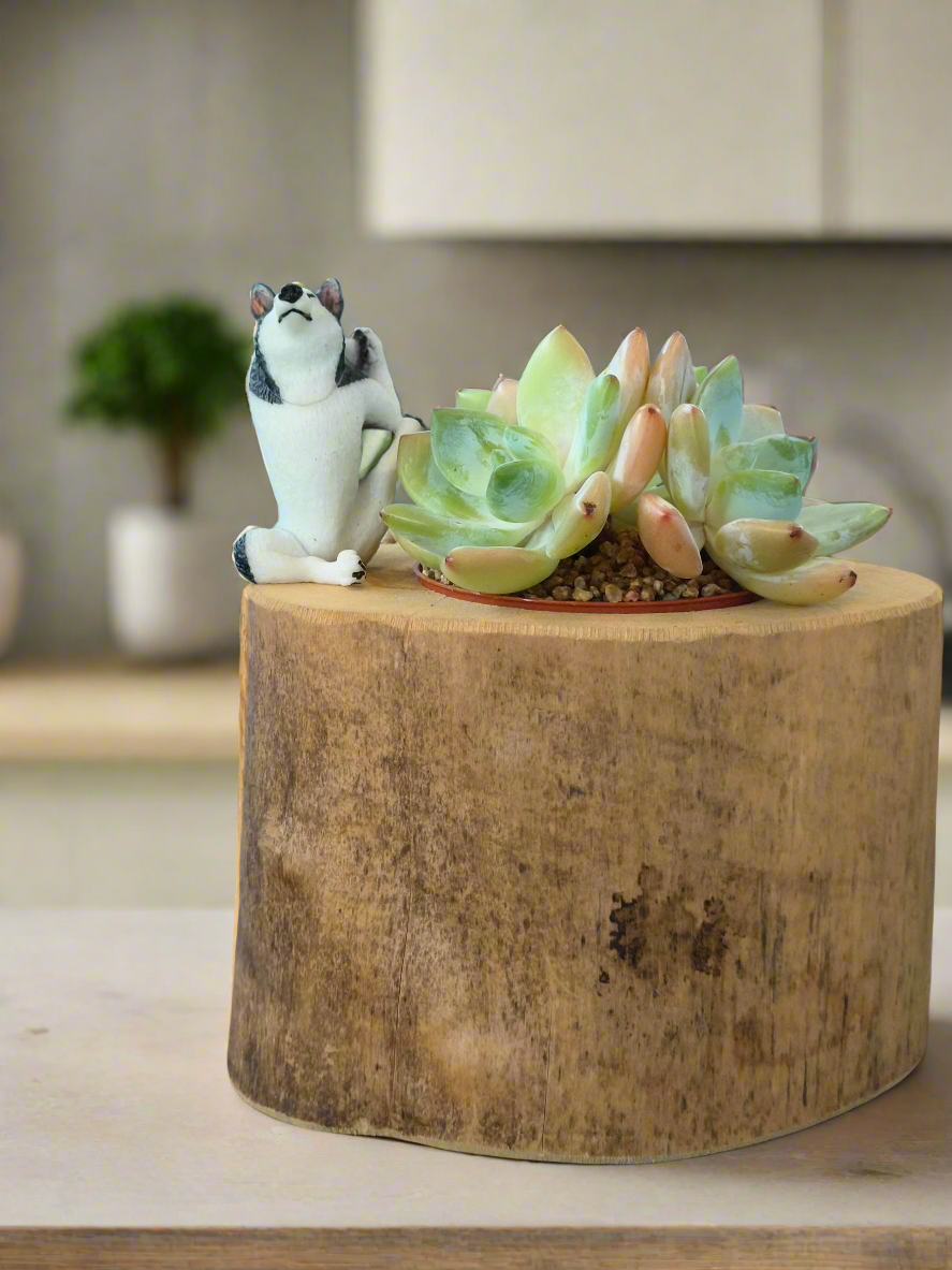 Succulent Yoga Husky on Woodland Log – Echeveria Hybrid