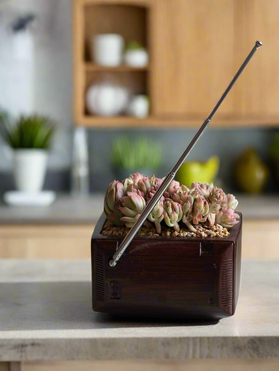 Succulent Retro TV β Echeveria Mebina
