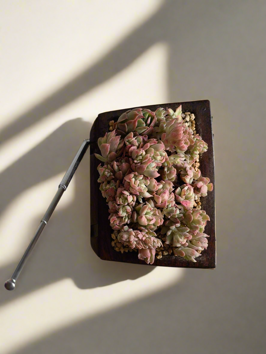 Succulent Retro TV β Echeveria Mebina