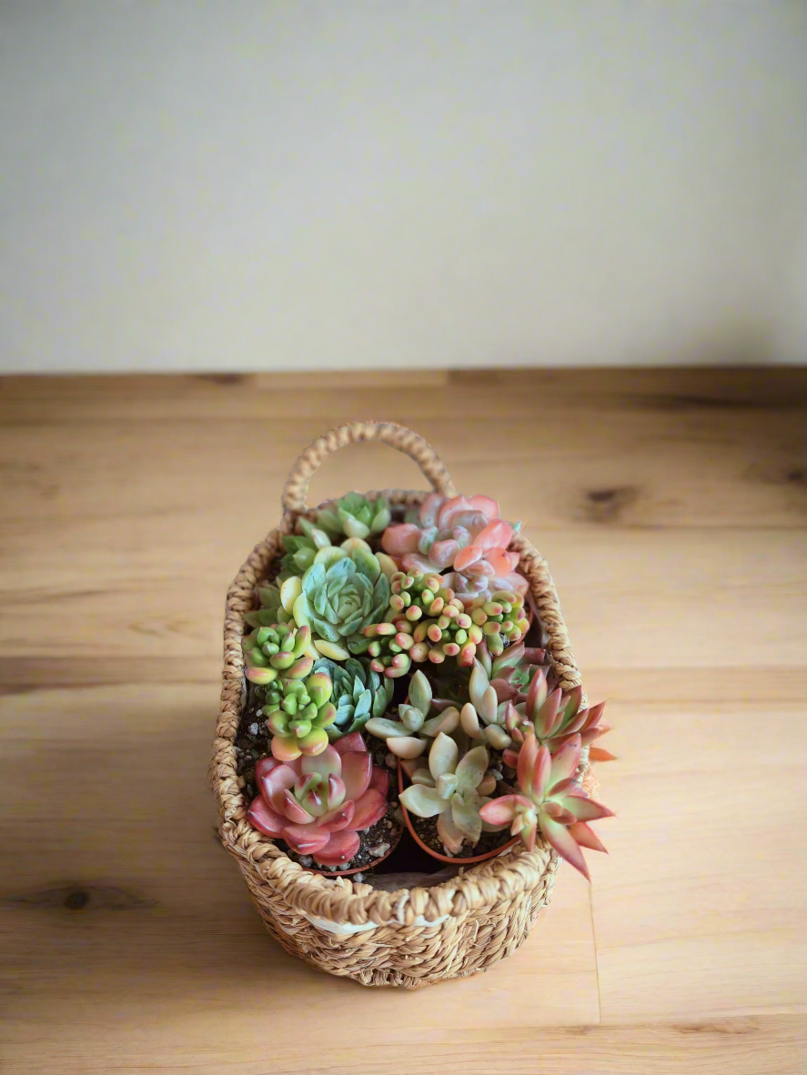 Succulent Basket Bliss ( Customised) - SlowBloomGreens