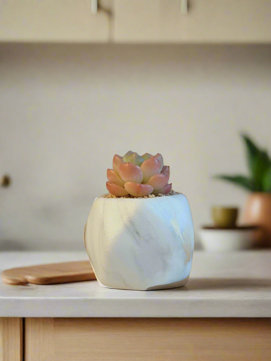 Succulent Mini Octagon Gold - Echeveria Suryeon - SlowBloomGreens