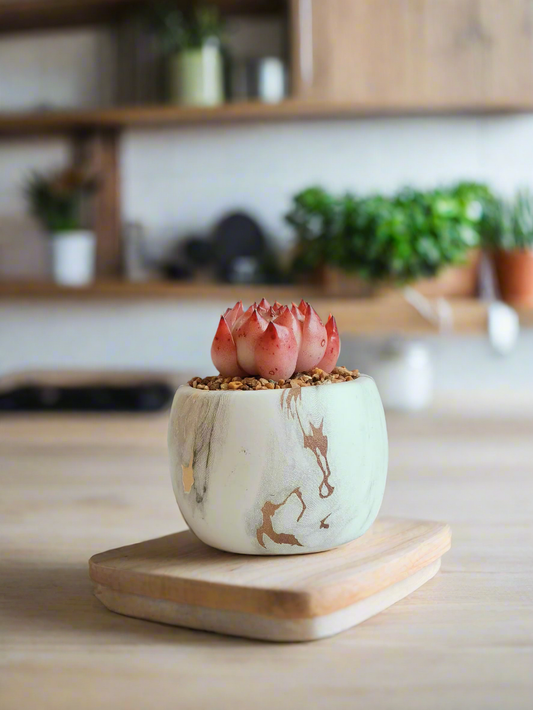 Succulent Mini Round Gold Pot – Echeveria Agavoides 'Romeo' - SlowBloomGreens