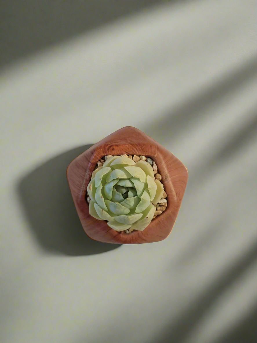 Succulent Mini Octagon 'Wood' – Echeveria Elegans 'Raspberry Ice' - SlowBloomGreens