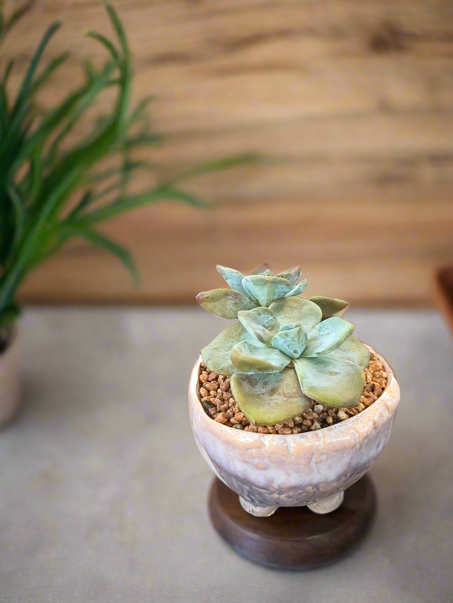 Succulent Lilac Ombre Rustic Mini Planter – Graptopetalum 'Purple Delight' - SlowBloomGreens