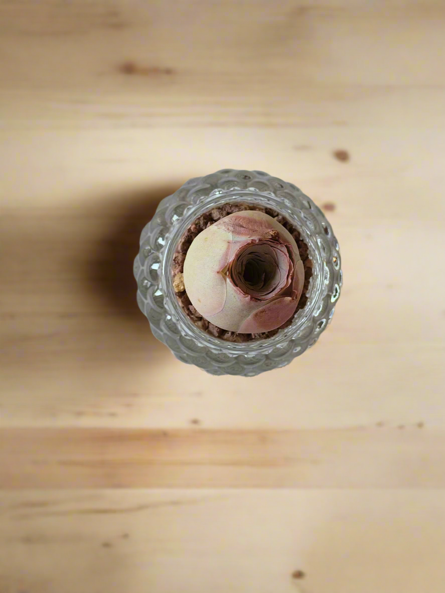 Succulent Round Bubble Glass - Mountain Rose - SlowBloomGreens