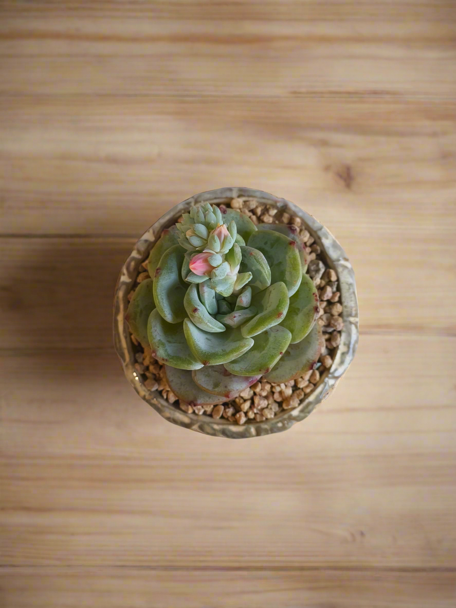 Succulent Red Ombre Rustic Pot – Echeveria 'Mont Blanc' (Going to bloom😍) - SlowBloomGreens