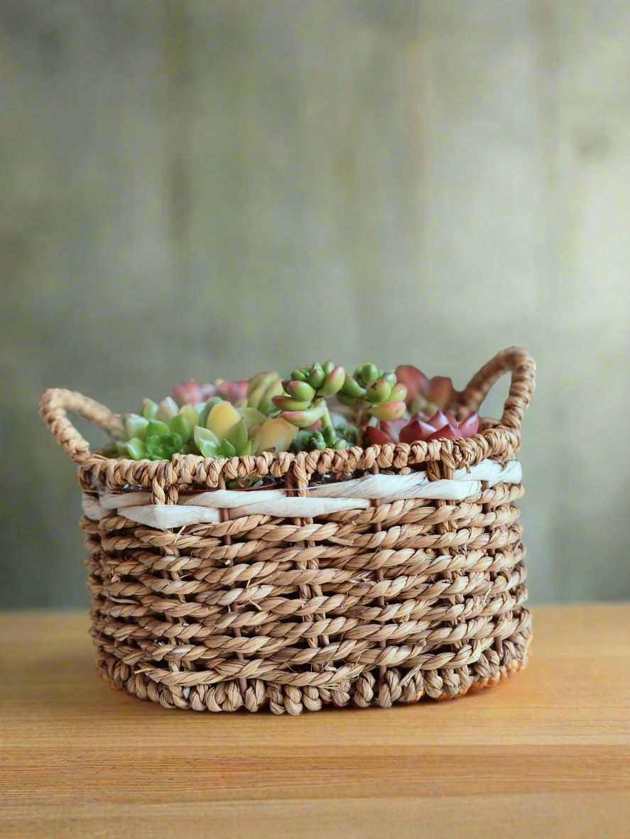 Succulent Basket Bliss ( Customised) - SlowBloomGreens
