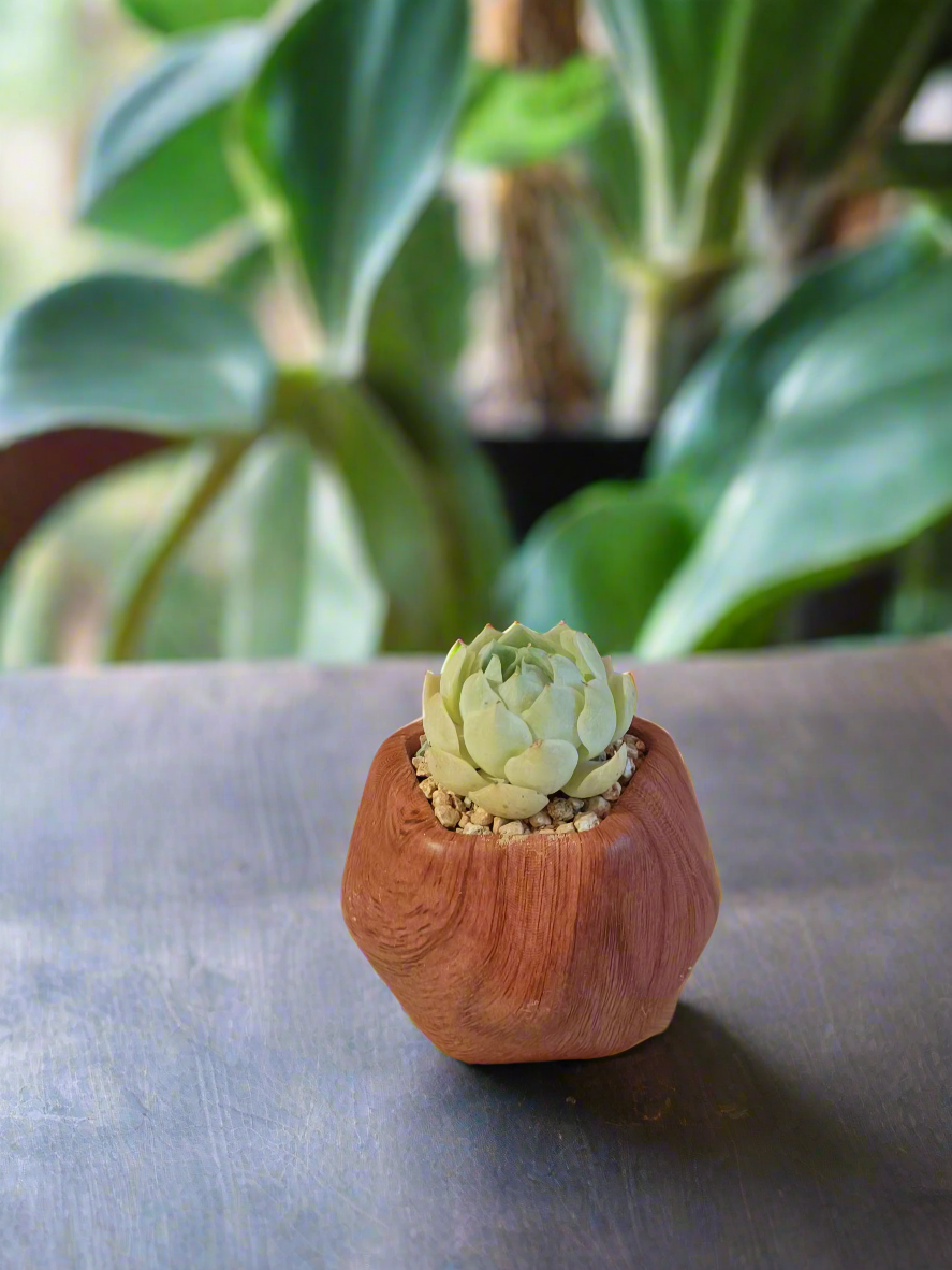 Succulent Mini Octagon 'Wood' – Echeveria Elegans 'Raspberry Ice' - SlowBloomGreens