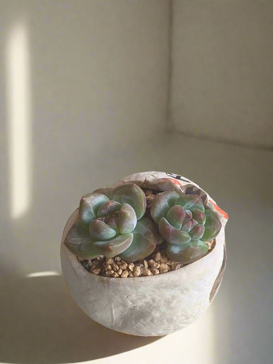 Succulent Cheeky Cat Planter - Echeveria Ice Green