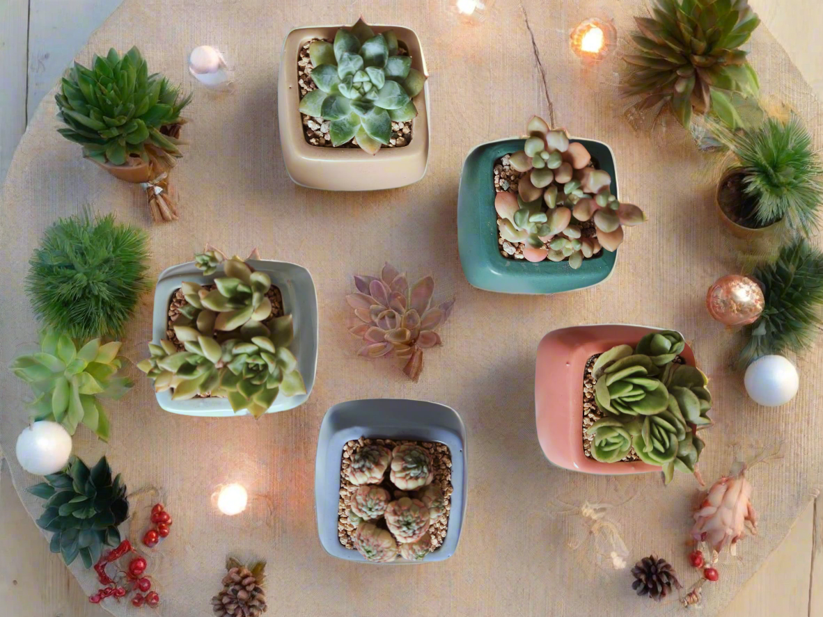 Succulent Serene Square Pots- Gift Favors (6 in a set) - SlowBloomGreens