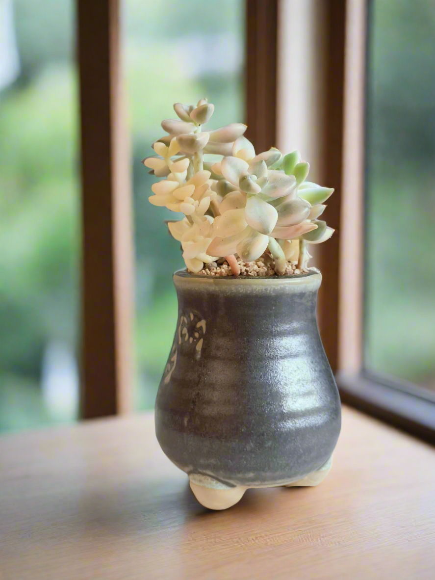 Succulent Rustic Pot Glow Grey - Graptoveria 'Titubans' - SlowBloomGreens
