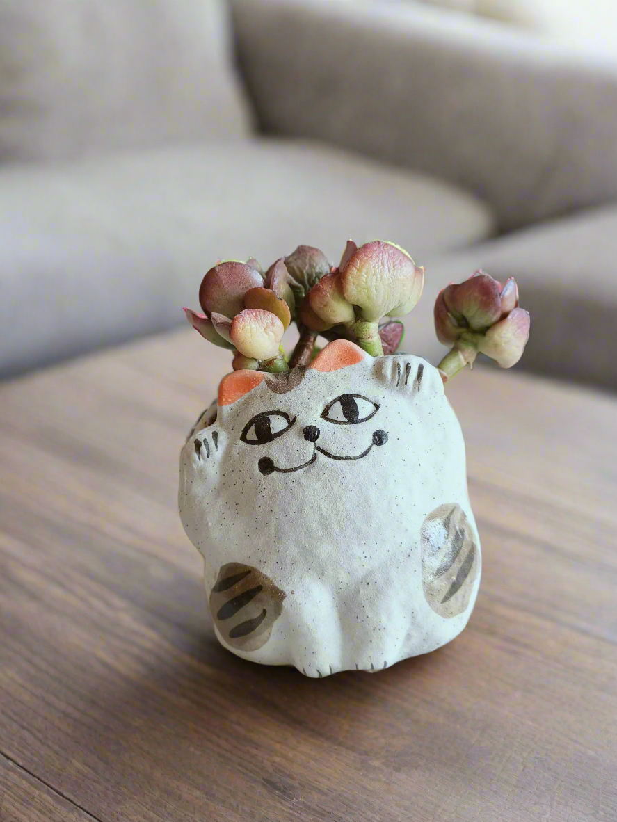 Succulent Hippy Cat Pot - Echeveria - SlowBloomGreens