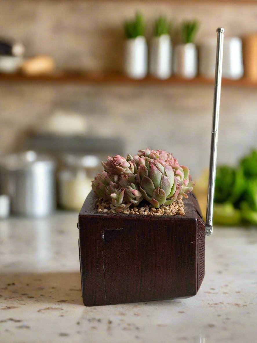 Succulent Retro TV β Echeveria Mebina