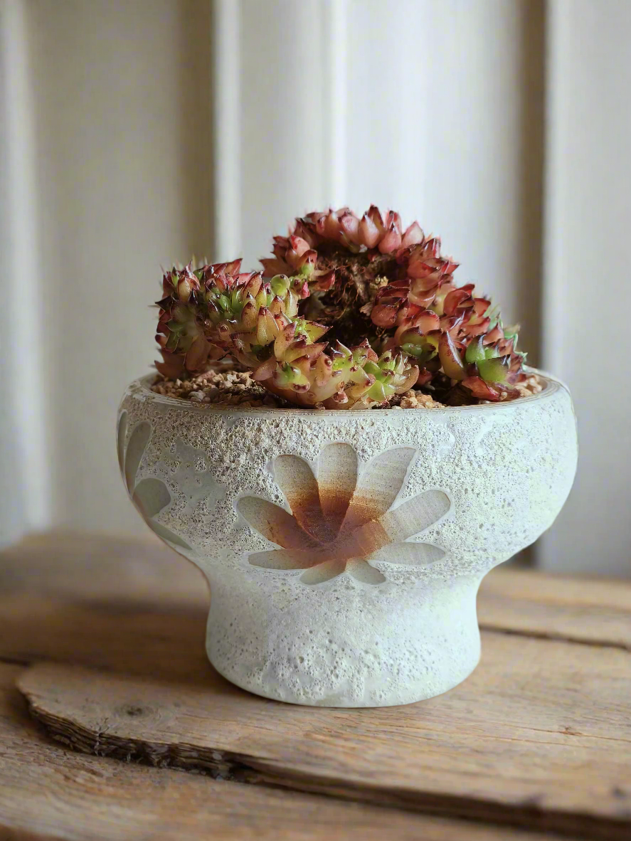 Succulent Moonlit Bloom Pot – Soft White with Echeveria Agavoides Cristata - SlowBloomGreens