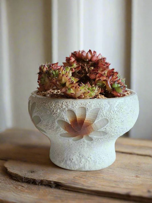 Succulent Moonlit Bloom Pot – Soft White with Echeveria Agavoides Cristata - SlowBloomGreens