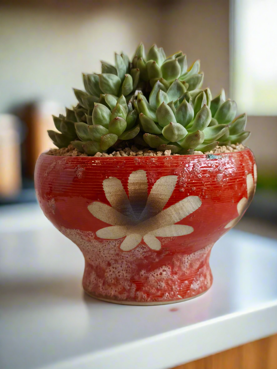 Succulent Moonlit Bloom Pot – Mottled Red with Echeveria 'Violet Queen'