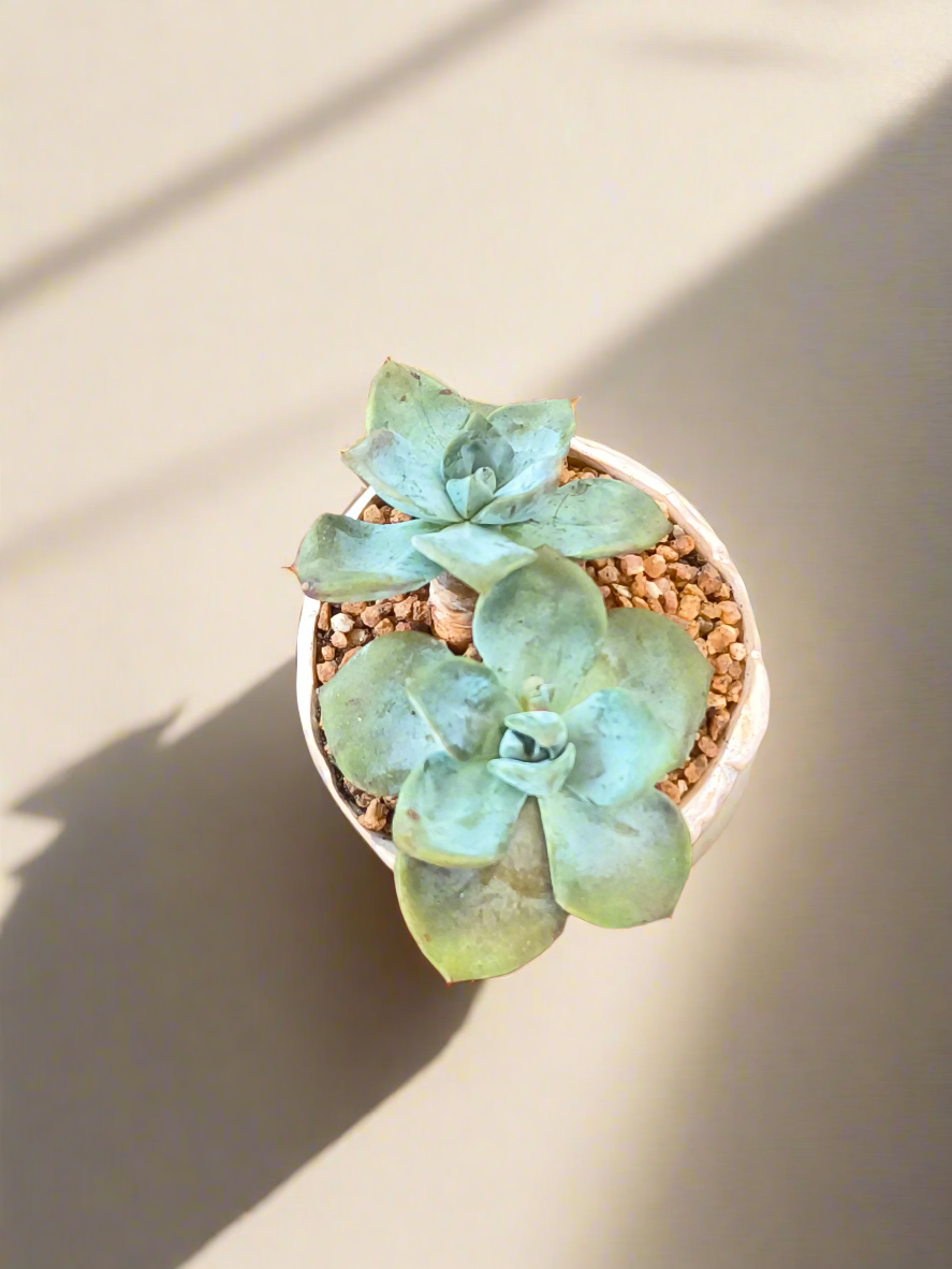 Succulent Lilac Ombre Rustic Mini Planter – Graptopetalum 'Purple Delight' - SlowBloomGreens