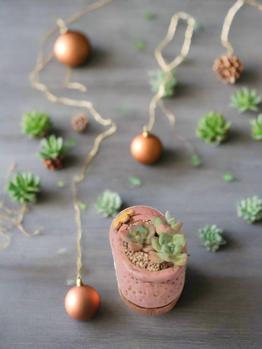 Succulent Mary Jane Charm Pastel Pink – Pachyphytum Cream Beauty - SlowBloomGreens