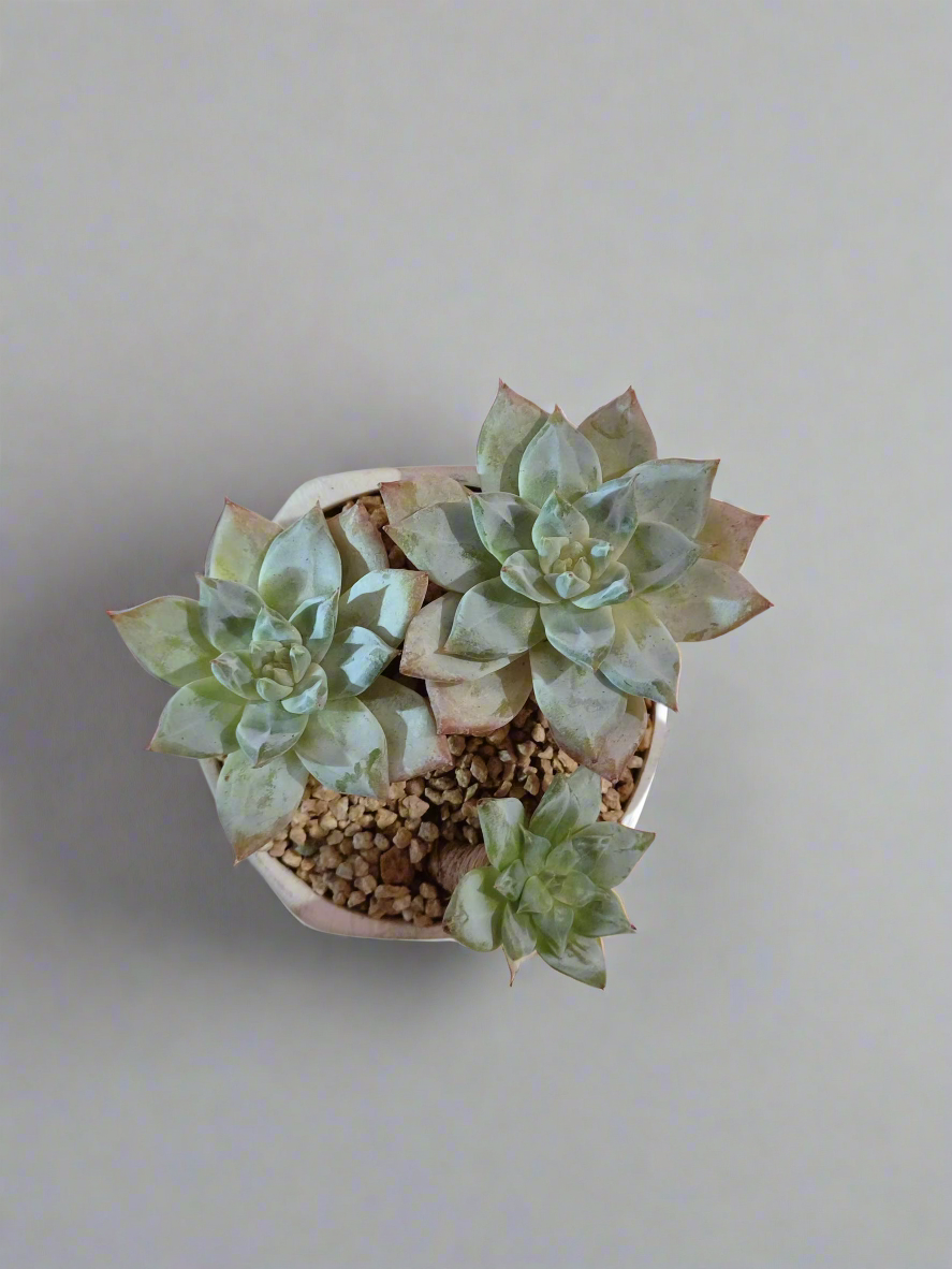 Succulent Radiant Octagon Brown – Echeveria BlueBird - SlowBloomGreens