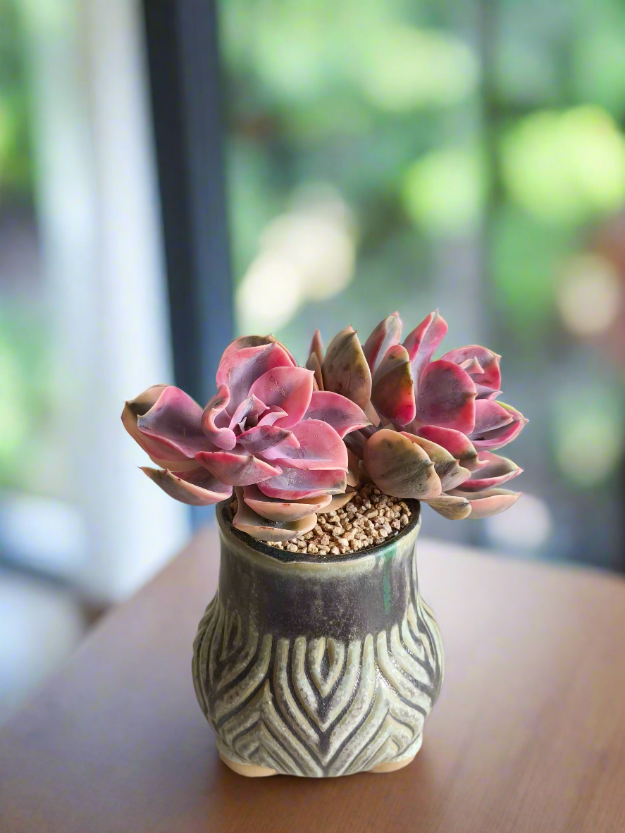 Succulent Rustic Pot Ash  – Echeveria Rainbow - SlowBloomGreens
