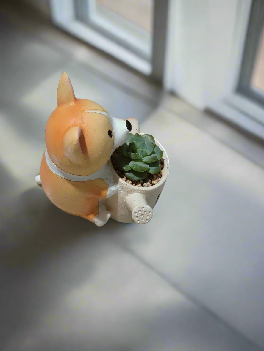 Succulent Charming Corgi - Echeveria Ice Green - SlowBloomGreens