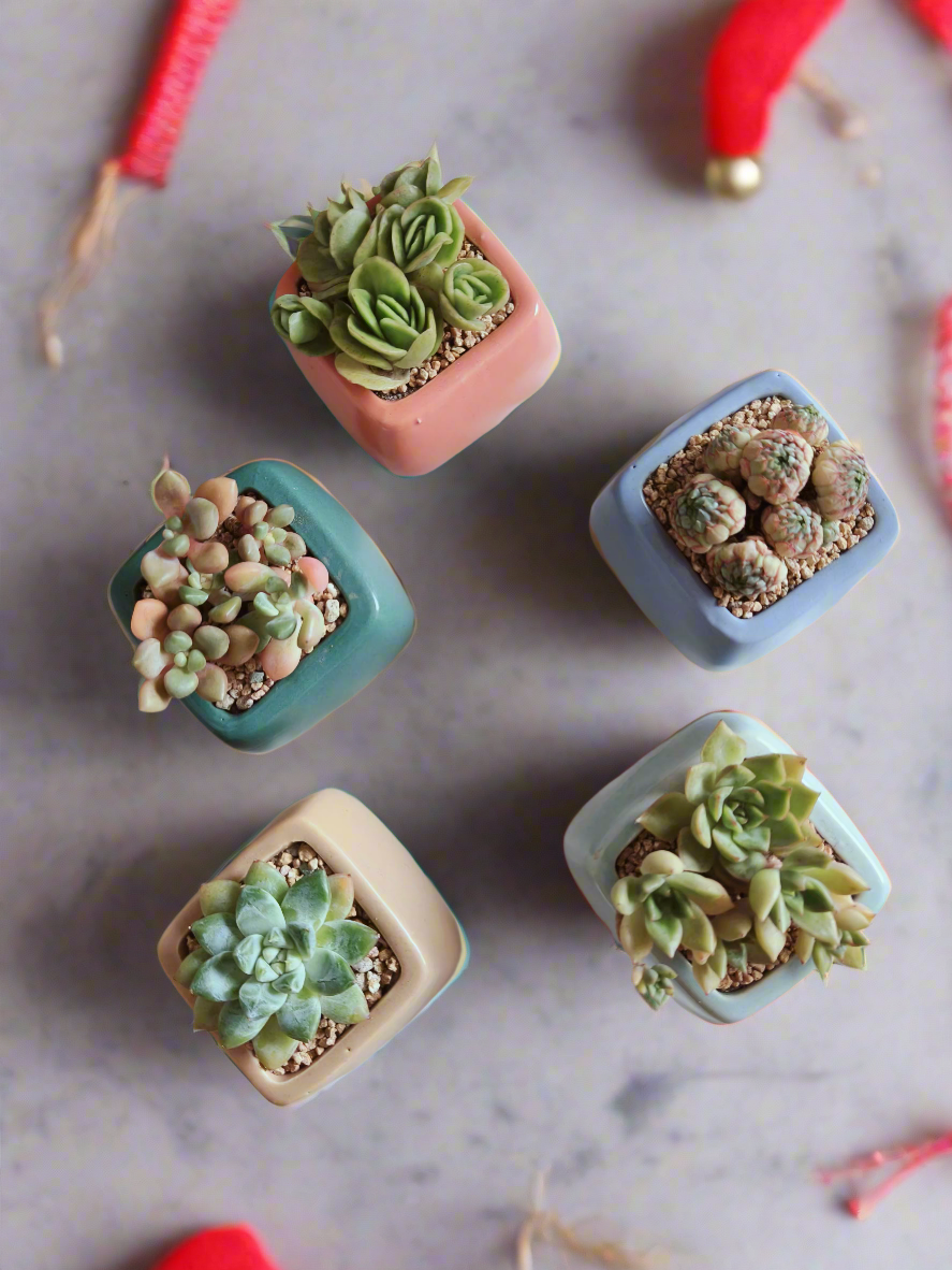 Succulent Serene Square Pots- Gift Favors (6 in a set) - SlowBloomGreens