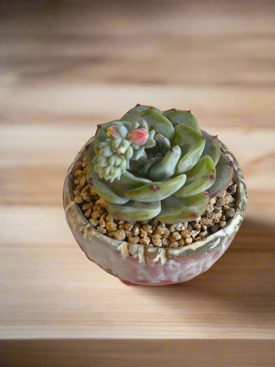 Succulent Red Ombre Rustic Pot – Echeveria 'Mont Blanc' (Going to bloom😍) - SlowBloomGreens
