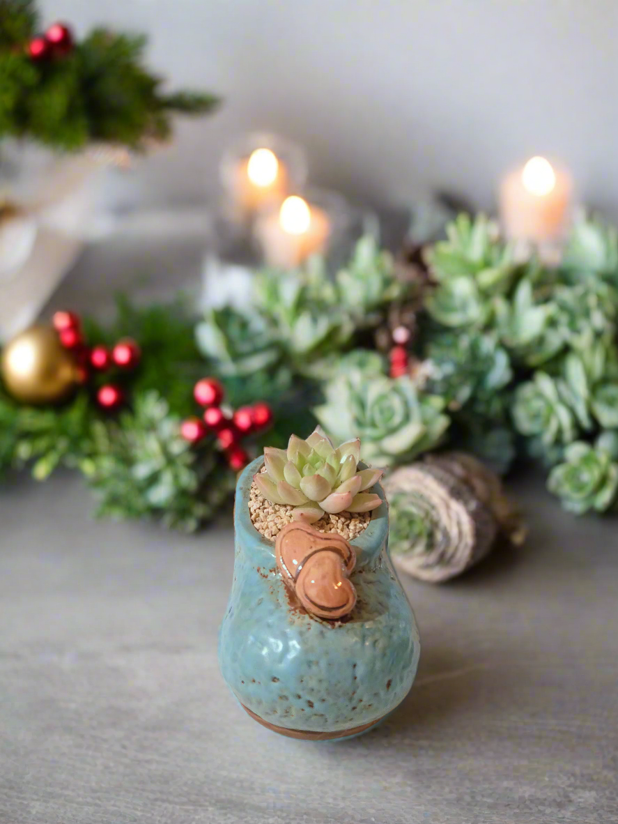 Succulent Mary Jane Charm Blue – Echevaria Elegans - SlowBloomGreens