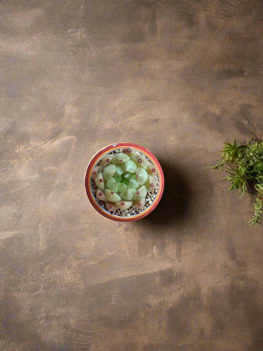 Succulent Auspicious Grace Pot - Echeveria Agavoides 'Lipstick' - SlowBloomGreens