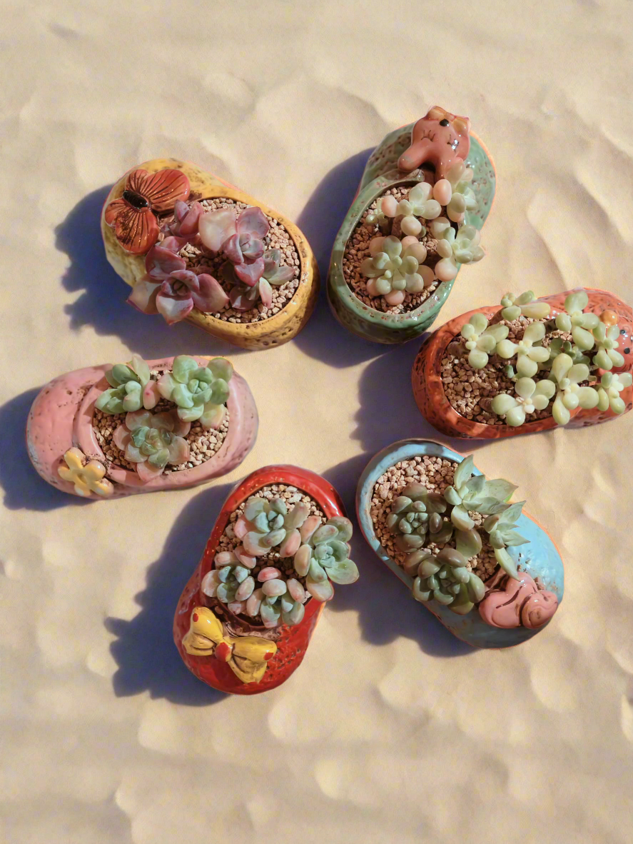 Succulent Mary Jane Charm Red – Pachyveria Elaine - SlowBloomGreens