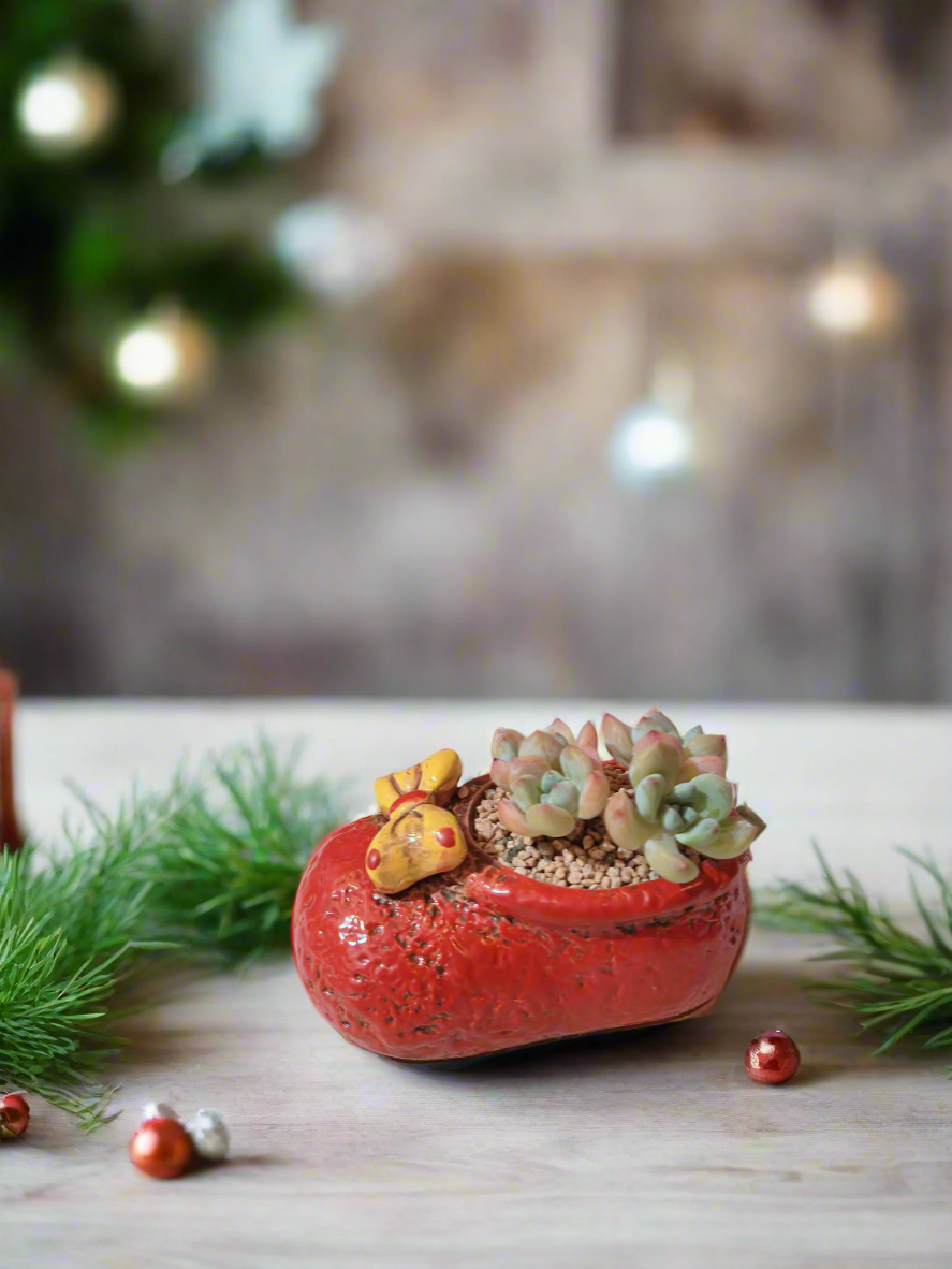 Succulent Mary Jane Charm Red – Pachyveria Elaine - SlowBloomGreens