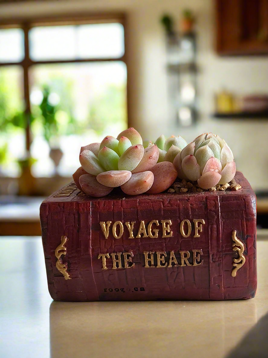 Succulent Book Nook – Succulent Arrangement