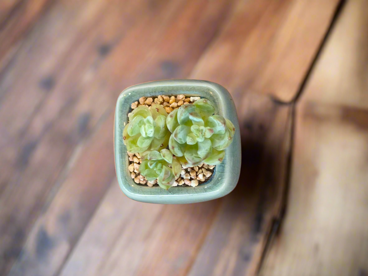 Succulent Serene Square Mini Planter – Sedum Clavatum