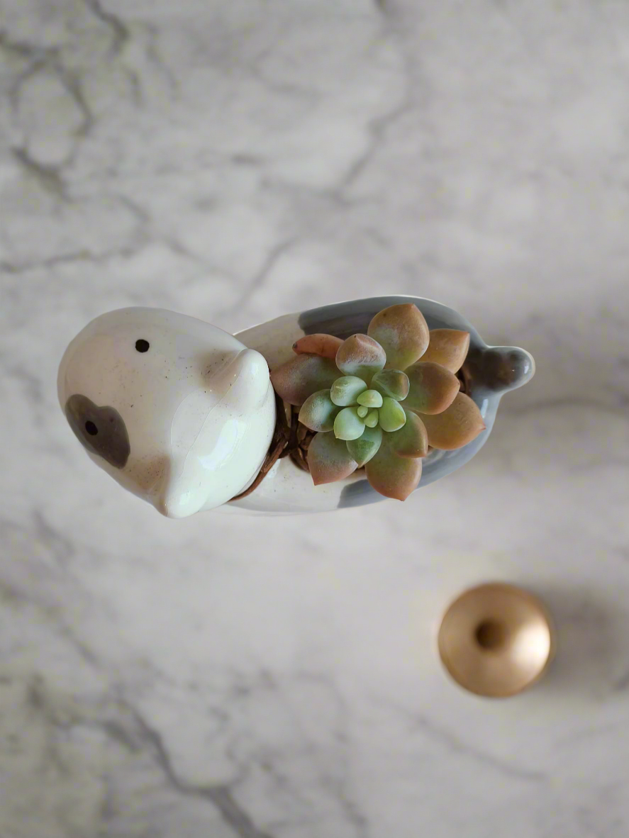 Succulent Puppy Bull Terrier - Graptoveria Opalina - SlowBloomGreens