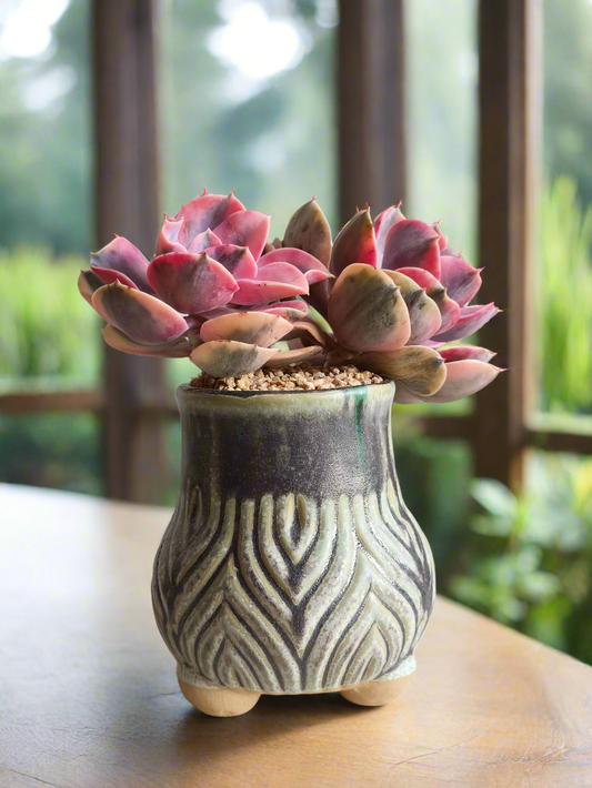 Succulent Rustic Pot Ash  – Echeveria Rainbow - SlowBloomGreens