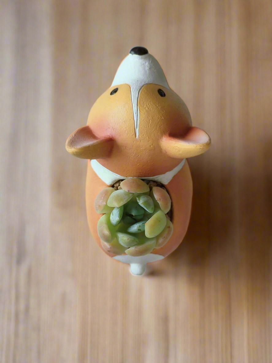 Succulent Charming Corgi - Echeveria Ice Green - SlowBloomGreens