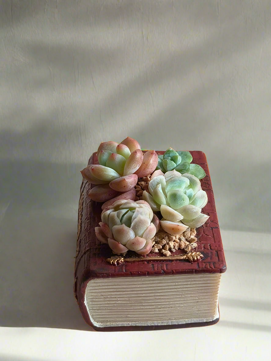 Succulent Book Nook – Succulent Arrangement
