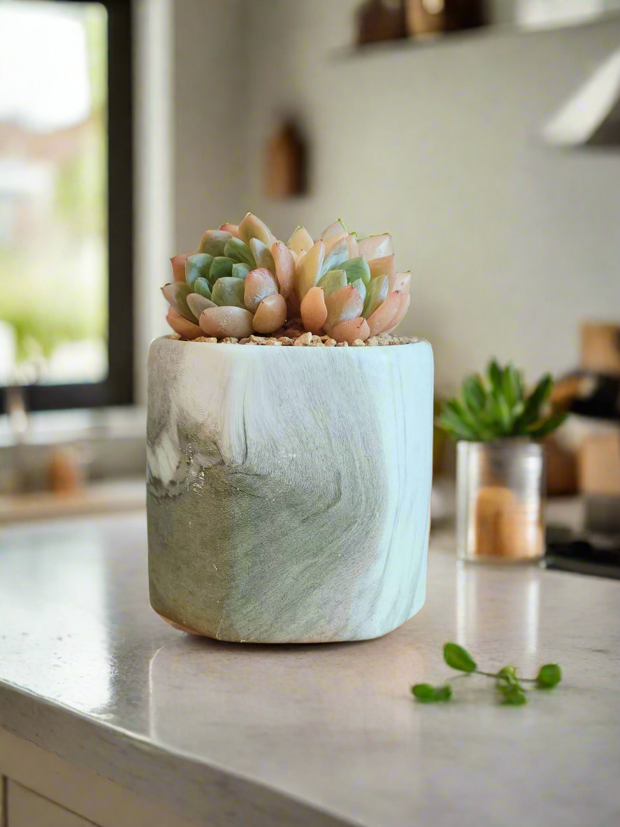 Succulent Radiant Octagon Green – Echevaria Suryeon - SlowBloomGreens