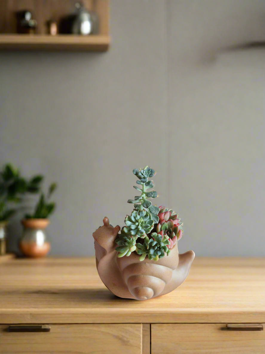 Succulent Snail Pot – Echeveria - SlowBloomGreens